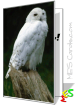 snow owl, birthday card