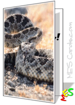 rattlesnake card