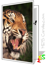 greeting card, tiger roaring